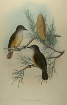 John Gould's Birds of New Guinea